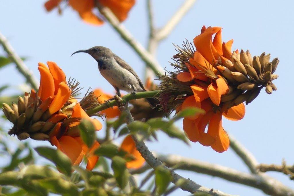 Askiesbos - Samochima Bush Camp Shakawe Dış mekan fotoğraf
