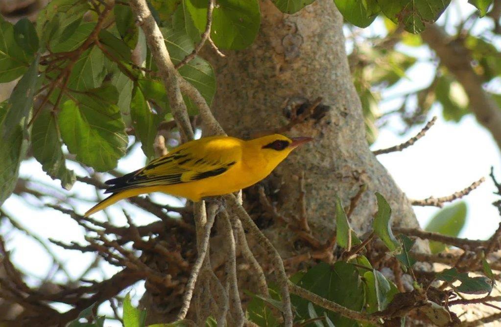 Askiesbos - Samochima Bush Camp Shakawe Dış mekan fotoğraf