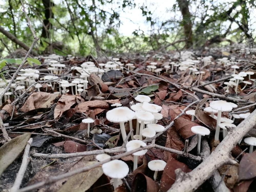 Askiesbos - Samochima Bush Camp Shakawe Dış mekan fotoğraf