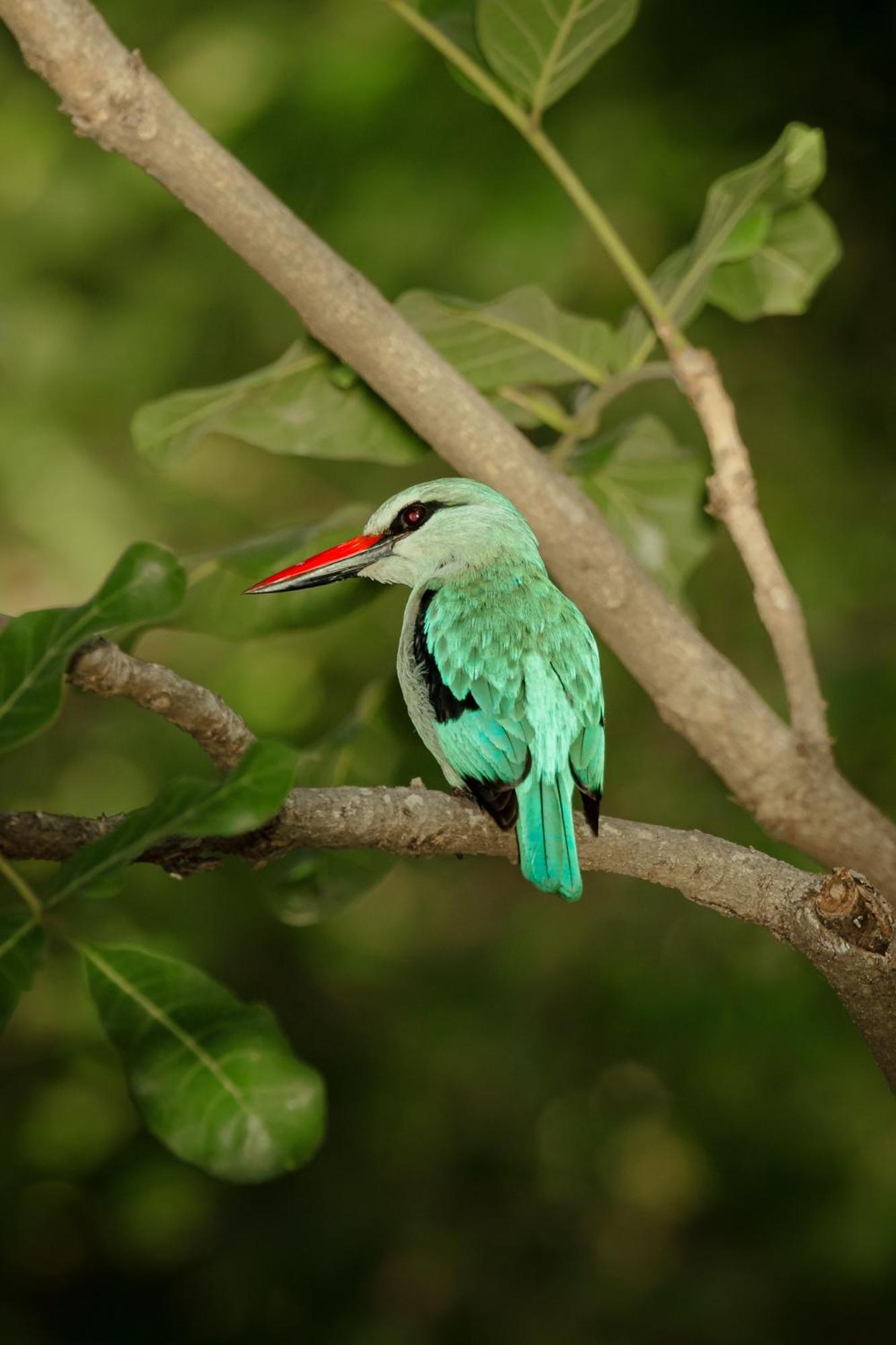 Askiesbos - Samochima Bush Camp Shakawe Dış mekan fotoğraf