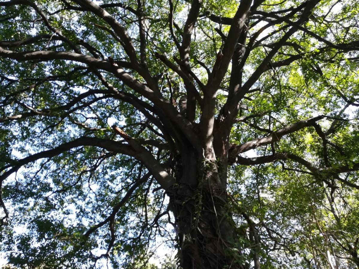 Askiesbos - Samochima Bush Camp Shakawe Dış mekan fotoğraf
